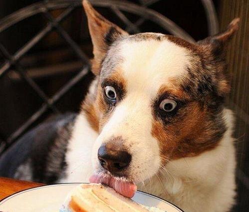 狗司令太子吃瓜视频