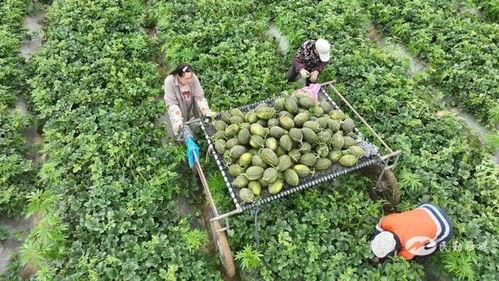 甘肃斗牛小瓜如何吃,甘肃斗牛小瓜的多样食法探索