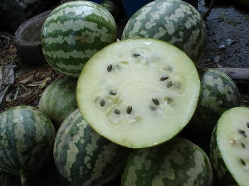 绿宝瓜如何吃,解锁健康美味新体验