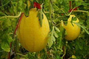 吃瓜群图集,揭秘网络社交的趣味瞬间