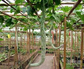 蛇瓜不能和什么一起吃,揭秘不能与哪些食物同食