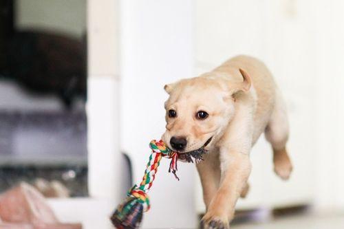 狗吃瓜摔下楼,一场意外引发的反思