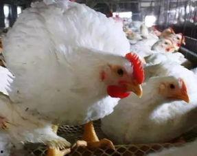 是不是白鸡瓜不叫吃,为何不叫吃之谜