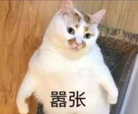 吃瓜成为团宠,吃瓜达人如何成为团宠焦点