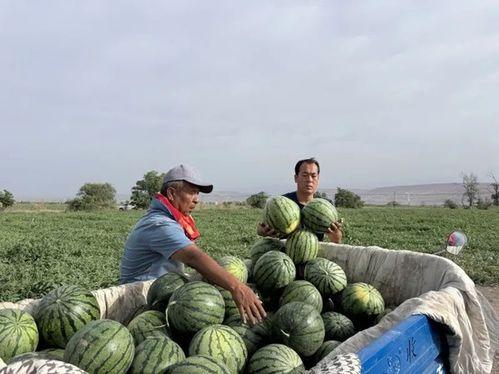 河堤吃瓜,夏日里的悠闲时光