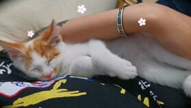 猫可以吃蜜瓜,猫咪的甜蜜美食探索