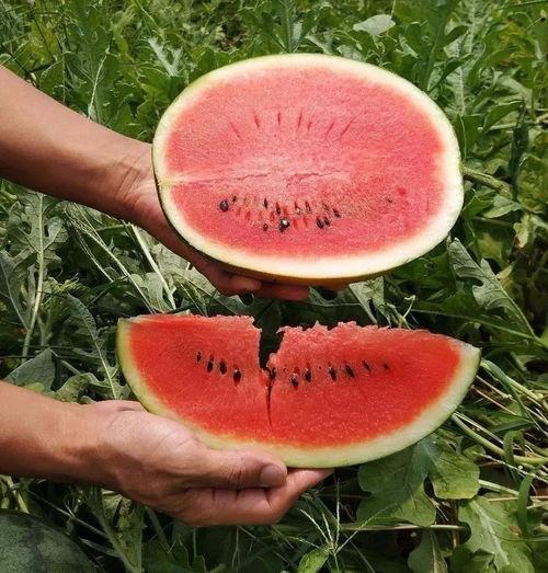 什么季节吃瓜好,尽享清凉——夏季吃瓜指南